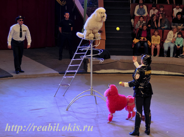собачки на арене Луганского цирка
