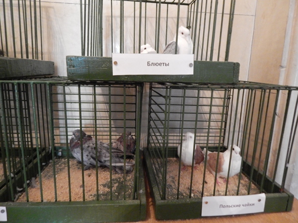 фотография голубей в клетке на Луганской выставке